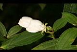白花野牡丹-花苞05.jpg