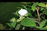 白花野牡丹04.JPG