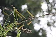 白花鐵富豆-實4.jpg
