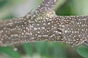 白花鐵富豆-莖1.jpg