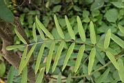 白花鐵富豆-葉0.jpg