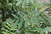 白花鐵富豆-葉6.jpg