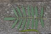 白花鐵富豆-葉8.jpg