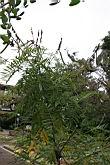 白花鐵富豆0.jpg