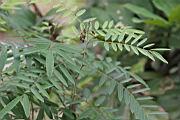 白花鐵富豆7.jpg