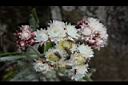 白花香青-花13.JPG
