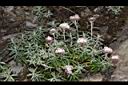 白花香青72.JPG