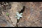 白花香青-幼株01.JPG