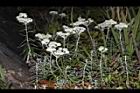 白花香青-花22.JPG