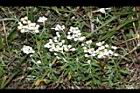 白花香青-花23.JPG