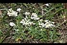 白花香青-花24.JPG