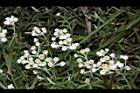 白花香青-花25.JPG