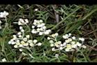 白花香青-花26.JPG