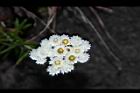 白花香青-花27.JPG