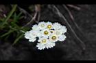 白花香青-花28.JPG