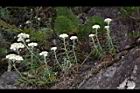 白花香青84.JPG