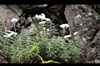 白花香青94.JPG