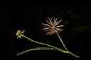 白花鬼針-實05.JPG