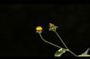 白花鬼針-花00.JPG