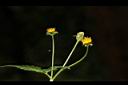 白花鬼針-花01.JPG