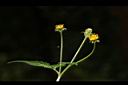 白花鬼針-花02.JPG