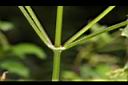 白花鬼針-莖00.JPG