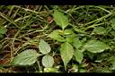 白花鬼針-葉03.JPG