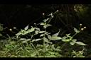 白花鬼針03.JPG