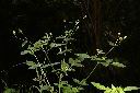 白花鬼針05.JPG