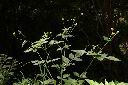 白花鬼針07.JPG