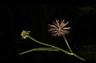 白花鬼針-實04.JPG