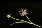 白花鬼針-實06.JPG