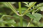 白花鬼針-莖01.JPG
