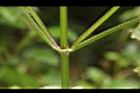 白花鬼針-莖02.JPG