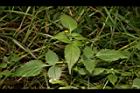 白花鬼針-葉04.JPG