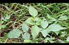 白花鬼針-葉05.JPG
