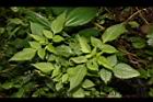 白花鬼針08.JPG