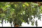 白花黎豆-實00.JPG
