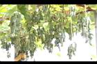 白花黎豆-實03.JPG