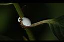 白苞猩猩草-乳汁07.JPG