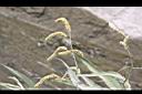 白苦柱-花穗04.JPG