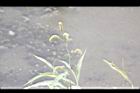 白苦柱-花穗05.JPG