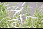 白苦柱-莖節01.JPG
