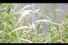 白苦柱-莖節02.JPG