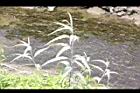 白苦柱01.JPG