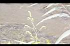 白苦柱08.JPG