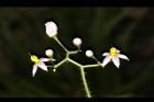 白英-花序07.JPG