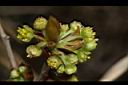 白葉釣樟-雄花07.JPG