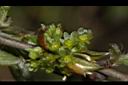 白葉釣樟-雌花05.JPG