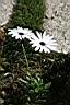 白藍菊00.jpg